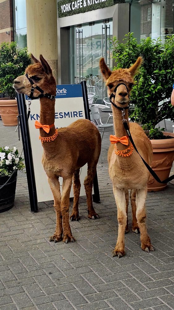 YorkMix Alpacas